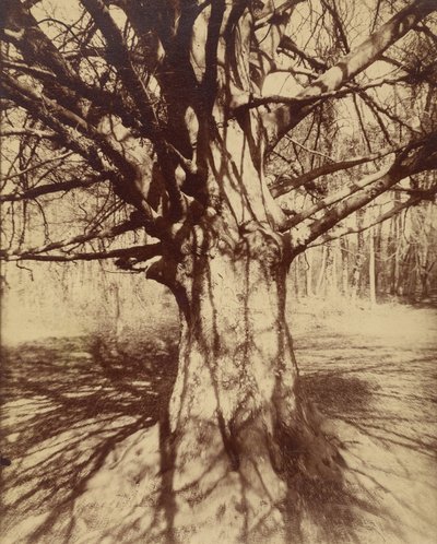 Beech Tree by Eugène Atget